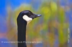 Canadian goose portrait Marsh Boardwalk in Point Pelee National Park, Leamington Ontario Canada