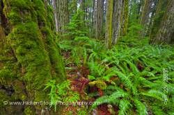 Moss Covered Trees and Ferns Cathedral Grove Rainforest MacMillan Provincial Park Vancouver Island