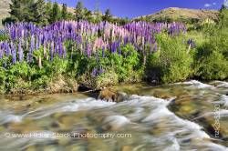 Lupins Cardrona River along the Crown Range Road Central Otago South Island New Zealand