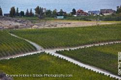 Crossroad vineyards Osoyoos Okanagan British Columbia