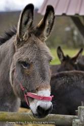 Cute Donkey Hessenpark Germany Europe