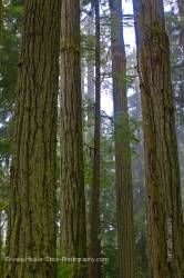 Douglas Fir Trees Cathedral Grove Rainforest MacMillan Provincial Park British Columbia Canada
