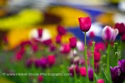Tulips Niagara Parks Floral Clock along the Niagara River Parkway Queenston Ontario Canada