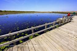 Marsh Boardwalk Point Pelee National Park Leamington Ontario Canada