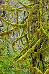 Moss covered tree rain forest trail Hot Springs Cove Openit Peninsula Maquinna Provincial Park