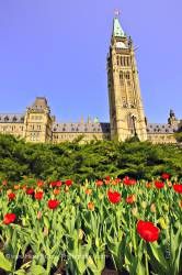 Peace Tower Tulip Garden Blue Sky Parliament Hill City of Ottawa
