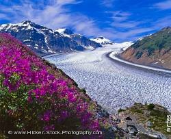 Salmon Glacier fireweed Stewart British Columbia Canada