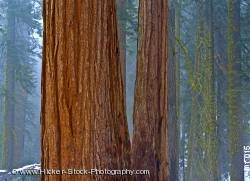 Trees Sequoia National Park California USA North America
