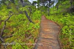 Boardwalk Shorepine Bog Trail Pacific Rim National Park Vancouver Island British Columbia Canada