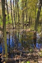 Swamp the Woodland Trail in Point Pelee National Park Leamington Ontario Canada