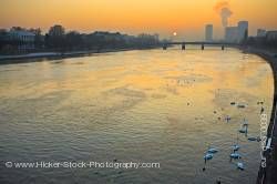 Swans Main River at sunset back dropped by the city of Frankfurt Hessen Germany Europe