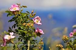 Sweet Briar Rosa rubiginosa Lake Wanaka Central Otago South Island New Zealand
