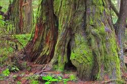Western Red Cedar Tree Pacific Rim National Park Vancouver Island British Columbia Canada