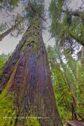 Western Redcedar Trees Pacific Rim National Park Vancouver Island British Columbia Canada