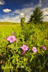 Wild rose flowers Elkwater Lake Cypress Hills Interprovincial Park Alberta Canada