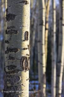 Stock photo of a stand of Aspen trees Pyramid Lake and Patricia Lake near the town of Jasper, Jasper National Park, Canadian Rocky Mountains, Alberta, Canada.