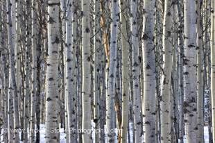 Stock photo of a stand of Aspen trees between Pyramid Lake and Patricia Lake near the town of Jasper, Jasper National Park, Canadian Rocky Mountains, Alberta, Canada.