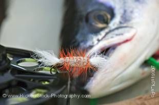 Stock photo of an Atlantic salmon and fishing gear at the Rifflin' Hitch Lodge, Southern Labrador, Labrador, Newfoundland Labrador, Canada.