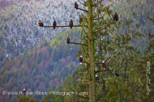 Stock photo of at least ten bald eagles perched in a tall tree during winter near Beaver Cove on Northern Vancouver Island in British Columbia, Canada.