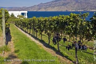 Stock photo of rows of grapevines at Bonitas Winery, Summerland, Okanagan-Similkameen Region, Okanagan, British Columbia, Canada.