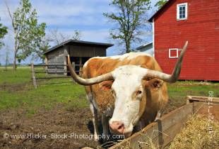 Stock photo of a long-horned bull eating hay in a pen beside the farm barn at the Mennonite Heritage Village in Steinbach, Manitoba, Canada.
