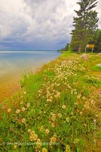 Stock photo of Clear Lake, with dandelions and trees along the shoreline in Riding Mountain National Park in Manitoba Canada