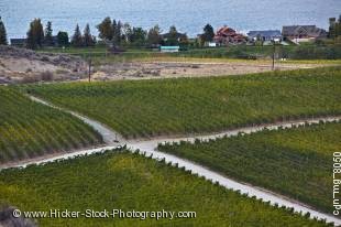 Stock photo of crossroad amongst vineyards near the city of Osoyoos, Okanagan-Similkameen Region, Okanagan, British Columbia, Canada.