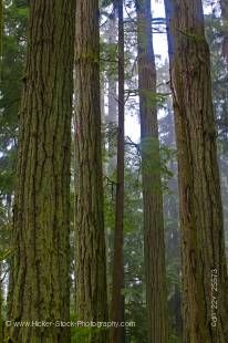 Stock photo of tall straight Douglas Fir trees (Pseudotsuga menziesii) in the Cathedral Grove Rainforest, MacMillan Provincial Park, Vancouver Island, British Columbia, Canada.