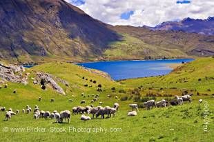 Stock photo of sheep farmland on the banks of Lake Hawea, Central Otago, South Island, New Zealand.