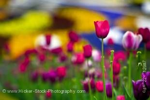 Stock photo of tulips in bright colors, are in front of the Niagara Parks Floral Clock along the Niagara River Parkway, Queenston, Ontario, Canada.