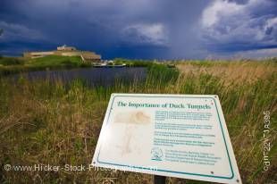 Stock photo of sign explaining the importance of duck tunnels at the Oak Hammock Marsh Interpretive Centre, near Stonewall, Manitoba, Canada.