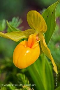 Stock photo of flat-petaled yellow Lady's Slipper, Cypripedium calceolus L. var. planipetalum, a rare species of Lady's Slipper found at Burnt Cape Ecological Reserve on Burnt Island, Northern Peninsula, Great Northern Peninsula, Viking Trail, Trails to t