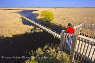 Stock photo of a person enjoying the view from the tower at the Marsh Boardwalk in Point Pelee National Park, Lake Erie, Leamington, Ontario, Canada.
