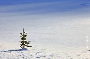 Stock photo of a small Pine tree in a snow covered meadow along the Icefields Parkway, Banff National Park, Canadian Rocky Mountains, Alberta, Canada. 