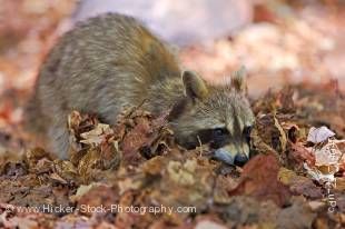 Stock photo of a cute raccoon, Procyon lotor, foraging in the dry leaves on the shores of George Lake, Killarney Provincial Park, Ontario, Canada.