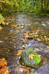 Stock photo of a boulder with a tuft of moss and golden leaves during fall in the Goldstream River in the rainforest of Goldstream Provincial Park, Victoria, Southern Vancouver Island, Vancouver Island, British Columbia, Canada.