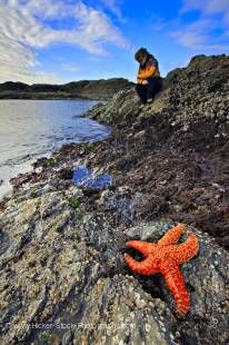 Stock photo of an Ochre Sea Star on a rocky outcrop in the foreground, with a woman perched at the water's edge looking into the water for sea life on South Beach in Pacific Rim National Park, Long Beach Unit, Clayoquot Sound UNESCO Biosphere Reserve, Wes