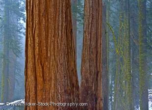 Stock photo of trees in Sequoia National Park, California, USA, North America.
