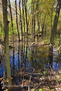 Stock photo of the swamp and forest along the Woodland Trail in Point Pelee National Park, Leamington, Ontario, Canada.