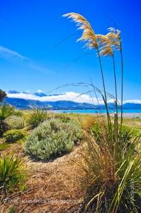 Stock photo of the Toi Toi plants along the Kaikoura Beach, Kaikoura, East Coast, South Island, New Zealand.