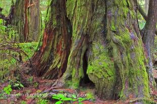 Stock photo of the moss-covered base of a large western redcedar tree (western red cedar), Thuja plicata, along the Rainforest Trail in the coastal rainforest of Pacific Rim National Park, Long Beach Unit, Clayoquot Sound UNESCO Biosphere Reserve, West Co