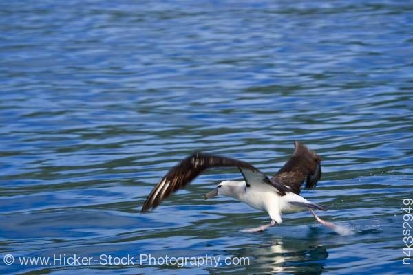 Stock photo of Albatross Kaikoura Kaikoura East Coast South Island New Zealand
