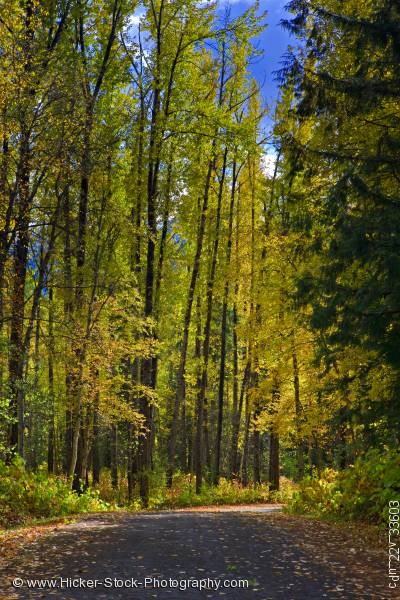 Stock photo of Road surrounded autumn fall colors Mount Fernie Provincial Park BC