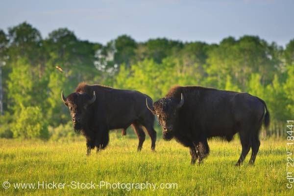 Stock photo of Two Bison in Riding Mountain National Park Manitoba Canada