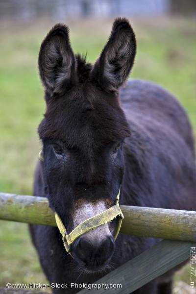 Stock photo of Black Donkey