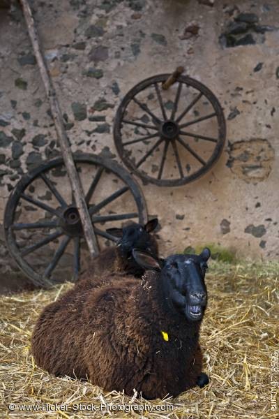 Stock photo of Black sheep medieval markets Ronneburg Castle Germany