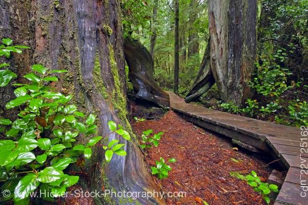 Stock photo of Boardwalk Rainforest Trail Pacific Rim National Park Vancouver Island British Columbia Canada