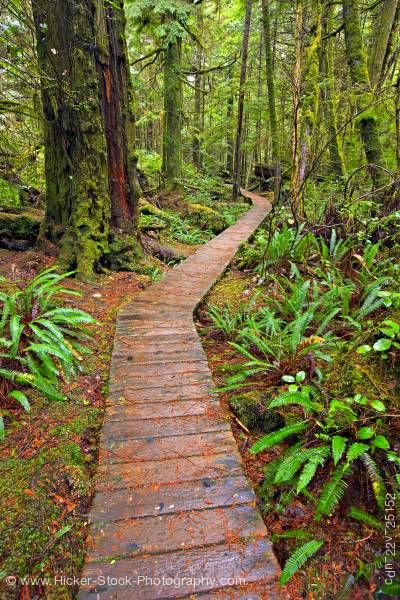 Stock photo of Boardwalk Rainforest Trail Pacific Rim National Park Vancouver Island British Columbia Canada