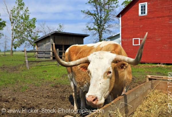 Stock photo of Grazing Bull Beside Barn at Mennonite Heritage Village Steinbach Manitoba Canada