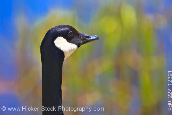Stock photo of Canadian goose portrait Marsh Boardwalk in Point Pelee National Park, Leamington Ontario Canada